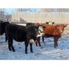 Image 6 : Iron Saddle Ranch - 725# Steers - 60 Head (Sintaluta, SK) VBP+