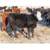 Image 7 : Iron Saddle Ranch - 725# Steers - 60 Head (Sintaluta, SK) VBP+