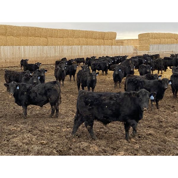 9 Bar Ranch - 900# Steers - 142 Head (Taber, AB) VBP+