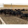 Image 6 : 9 Bar Ranch - 900# Steers - 142 Head (Taber, AB) VBP+