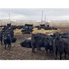 Image 7 : 9 Bar Ranch - 900# Steers - 142 Head (Taber, AB) VBP+