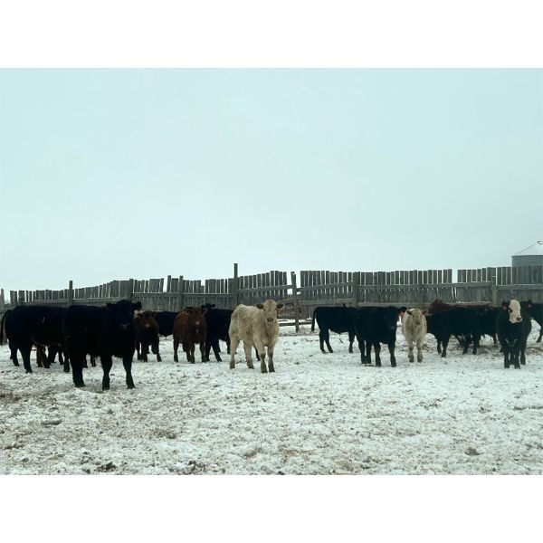 TS Stock Farm Ltd.  - 900# Steers - 67 Head (Mullingar, SK)