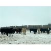 Image 1 : TS Stock Farm Ltd.  - 900# Steers - 67 Head (Mullingar, SK)