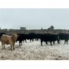Image 2 : TS Stock Farm Ltd.  - 900# Steers - 67 Head (Mullingar, SK)