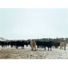 Image 3 : TS Stock Farm Ltd.  - 900# Steers - 67 Head (Mullingar, SK)