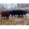Image 4 : TS Stock Farm Ltd.  - 900# Steers - 67 Head (Mullingar, SK)