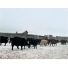 Image 6 : TS Stock Farm Ltd.  - 900# Steers - 67 Head (Mullingar, SK)