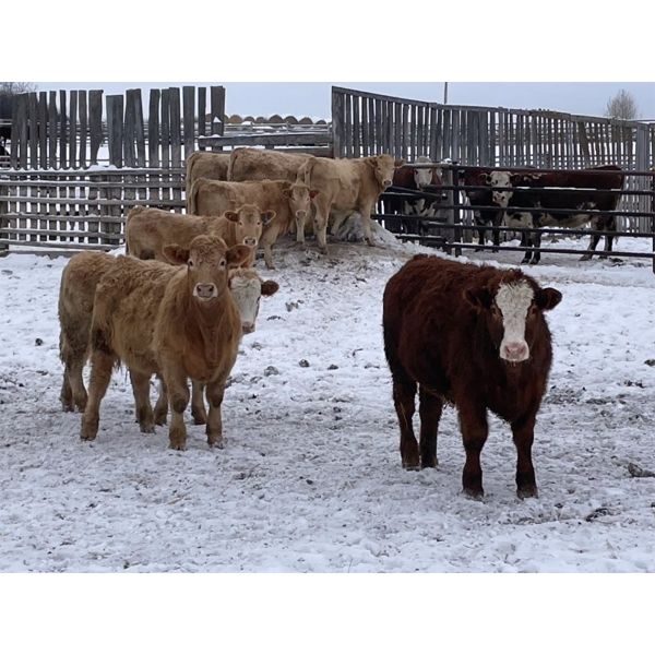 Reilly Lake Ranching - 890# Steers - 130 Head (Lloydminster, AB)