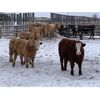 Image 1 : Reilly Lake Ranching - 890# Steers - 130 Head (Lloydminster, AB)