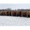 Image 3 : Reilly Lake Ranching - 890# Steers - 130 Head (Lloydminster, AB)
