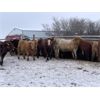 Image 4 : Reilly Lake Ranching - 890# Steers - 130 Head (Lloydminster, AB)