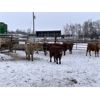 Image 5 : Reilly Lake Ranching - 890# Steers - 130 Head (Lloydminster, AB)