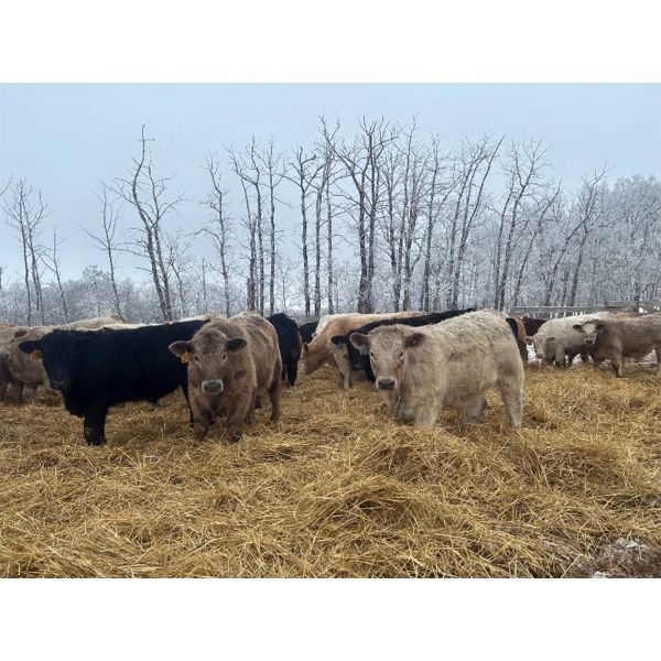J. Scott Land & Stock Ltd. - 750# Steers - 80 Head (Mullingar, SK)