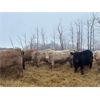 Image 2 : J. Scott Land & Stock Ltd. - 750# Steers - 80 Head (Mullingar, SK)