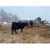 Image 7 : J. Scott Land & Stock Ltd. - 750# Steers - 80 Head (Mullingar, SK)