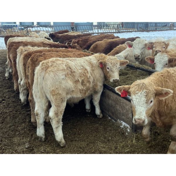 Bill Orlick - 825# Steers - 73 Head (Calmar, AB)