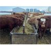 Image 4 : Bill Orlick - 825# Steers - 73 Head (Calmar, AB)