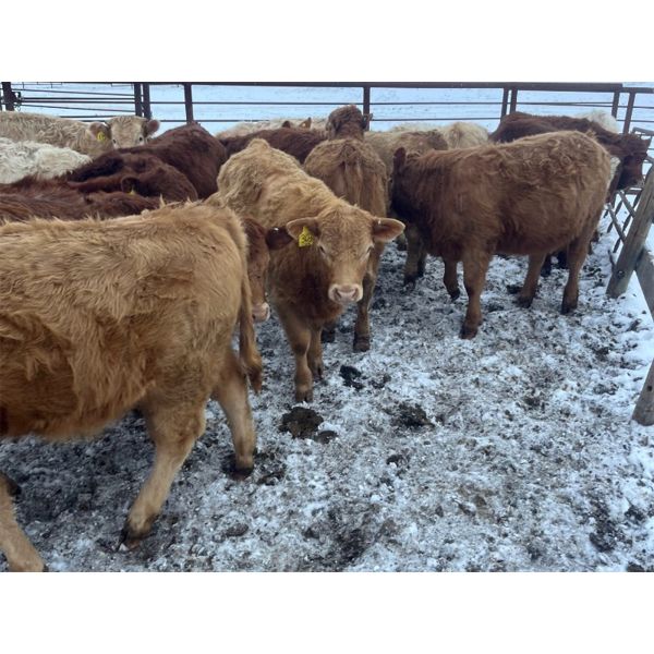Bill Orlick - 700# Heifers - 45 Head (Calmar, AB)