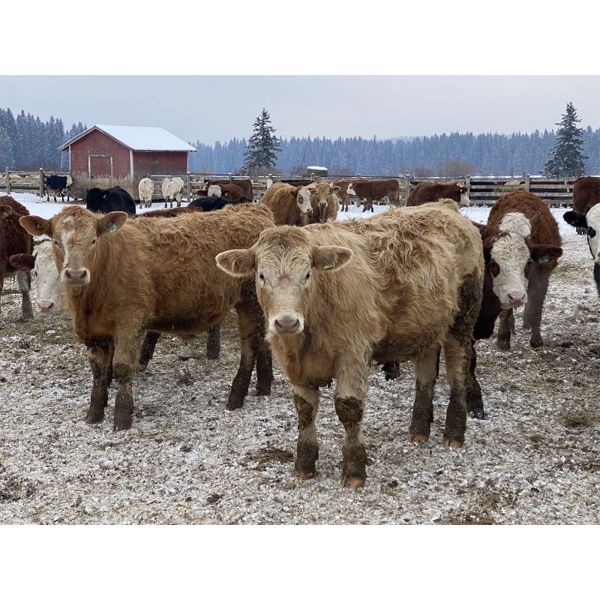 John & Bobbi-Jo Sever - 870# Steers - 72 Head (Rocky Mountain House, AB)