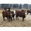 Image 2 : John & Bobbi-Jo Sever - 870# Steers - 72 Head (Rocky Mountain House, AB)