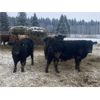 Image 6 : John & Bobbi-Jo Sever - 870# Steers - 72 Head (Rocky Mountain House, AB)