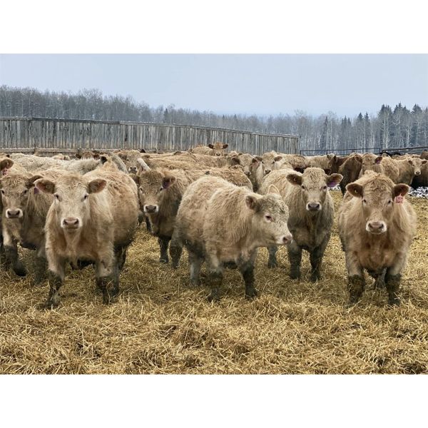 Cunningham Cattle Co. - 950# Steers - 195 Head (Sundre, AB)