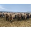 Image 2 : Cunningham Cattle Co. - 950# Steers - 195 Head (Sundre, AB)