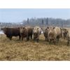 Image 6 : Cunningham Cattle Co. - 950# Steers - 195 Head (Sundre, AB)