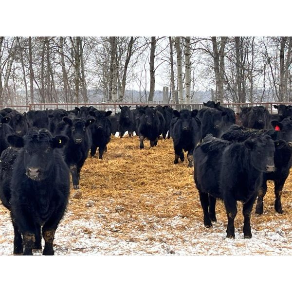 BN Ranch - 750# Steers - 220 Head (Boyle, AB)