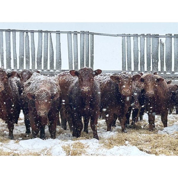 Hillcrest Farming Co. - 640# Steers - 170 Head (Dundurn, SK)