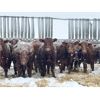 Image 1 : Hillcrest Farming Co. - 640# Steers - 170 Head (Dundurn, SK)