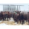 Image 3 : Hillcrest Farming Co. - 640# Steers - 170 Head (Dundurn, SK)