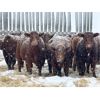 Image 4 : Hillcrest Farming Co. - 640# Steers - 170 Head (Dundurn, SK)