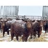 Image 5 : Hillcrest Farming Co. - 640# Steers - 170 Head (Dundurn, SK)