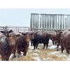 Image 6 : Hillcrest Farming Co. - 640# Steers - 170 Head (Dundurn, SK)