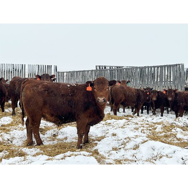 Hillcrest Farming Co. - 710# Steers - 270 Head (Dundurn, SK)