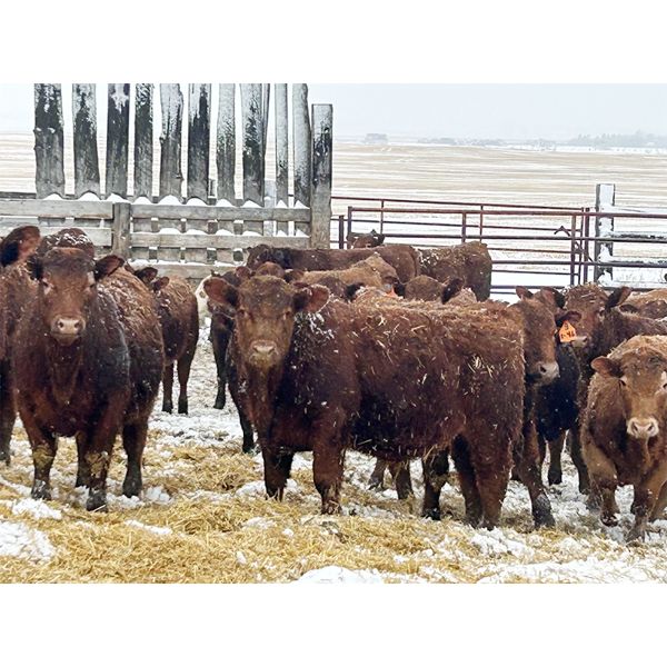 Hillcrest Farming Co. - 800# Steers - 160 Head (Dundurn, SK)