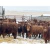 Image 3 : Hillcrest Farming Co. - 800# Steers - 160 Head (Dundurn, SK)