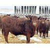 Image 4 : Hillcrest Farming Co. - 800# Steers - 160 Head (Dundurn, SK)