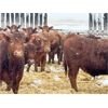 Image 5 : Hillcrest Farming Co. - 800# Steers - 160 Head (Dundurn, SK)