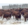 Image 6 : Hillcrest Farming Co. - 800# Steers - 160 Head (Dundurn, SK)