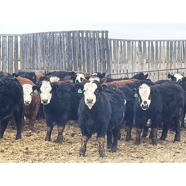 Bar R Ranch - 1000# Steers - 65 Head (Foam Lake, SK)