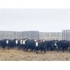 Image 3 : Bar R Ranch - 1000# Steers - 65 Head (Foam Lake, SK)