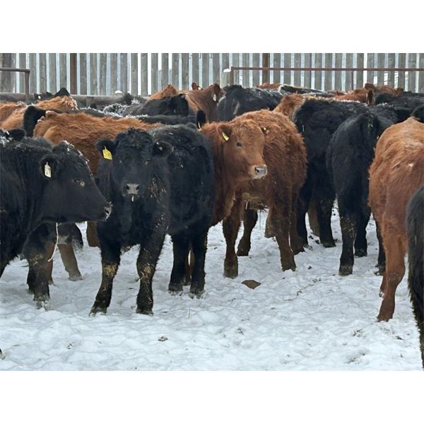 Reid Ranching Cremona - 700# Steers - 90 Head (Cremona, AB)