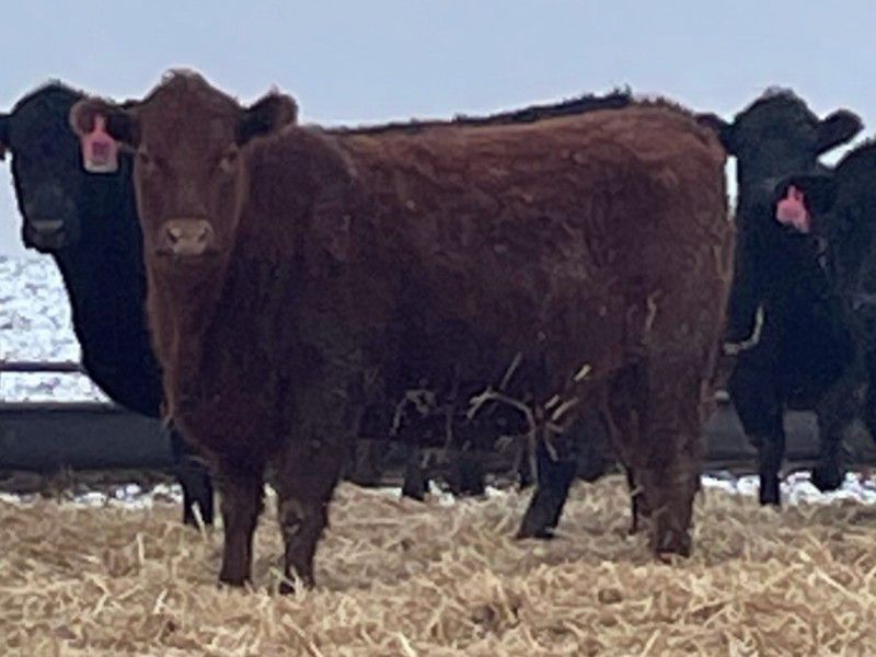Lazy T Ranch - 25 Red/Red X Bred Heifers (Indian Head, SK) VBP+ - Team ...