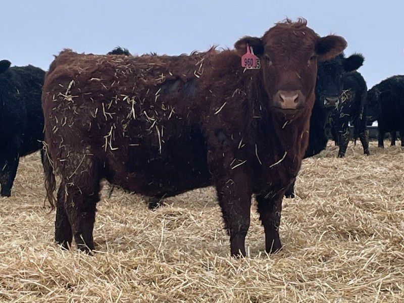Lazy T Ranch - 25 Red/Red X Bred Heifers (Indian Head, SK) VBP+ - Team ...