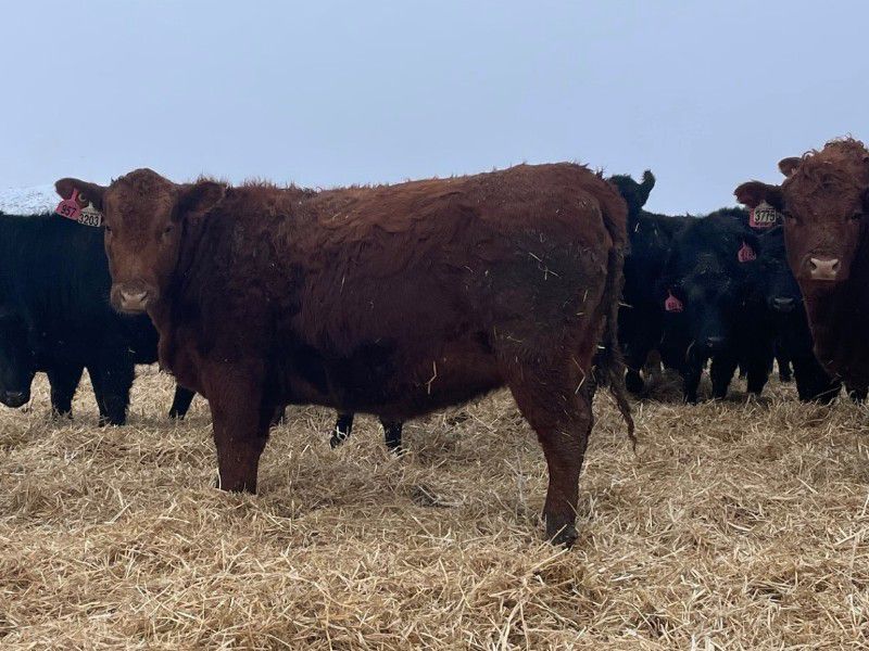 Lazy T Ranch - 25 Red/Red X Bred Heifers (Indian Head, SK) VBP+ - Team ...