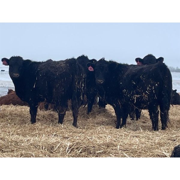 Lazy T Ranch - 25 Black/Black X Bred Heifers (Indian Head, SK) VBP+