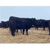 Image 2 : Lazy T Ranch - 25 Black/Black X Bred Heifers (Indian Head, SK) VBP+