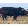 Image 3 : Lazy T Ranch - 25 Black/Black X Bred Heifers (Indian Head, SK) VBP+